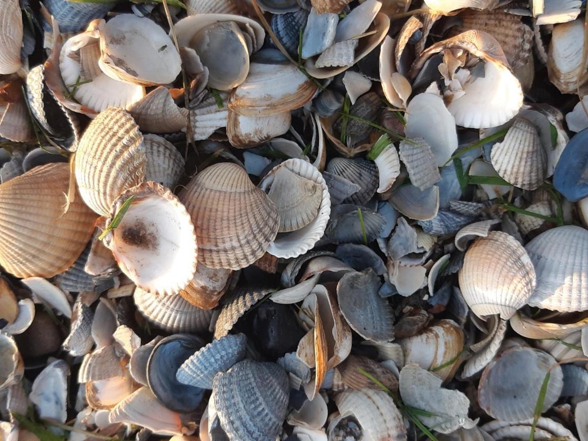 Paesens Waddenfestijn 빌라 외부 사진